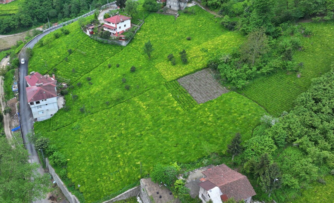 TRABZON (AA) – Trabzon'un Of ilçesinde çay hasadı törenle başladı.