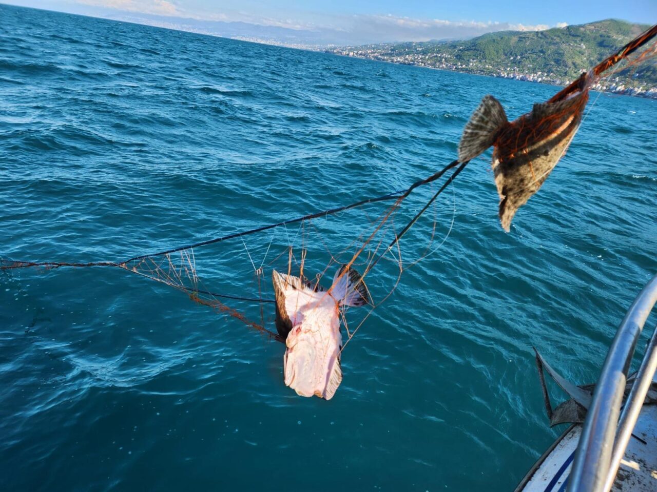 TRABZON (AA) – Trabzon'da yasadışı avcılıkla mücadele çalışmalarında yapılan denetimlerde