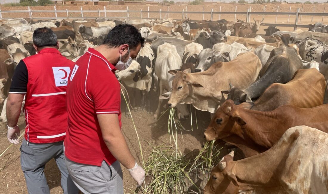 HARTUM (AA) – Türk Kızılay, Sudan'ın başkenti Hartum'da 300 büyükbaş