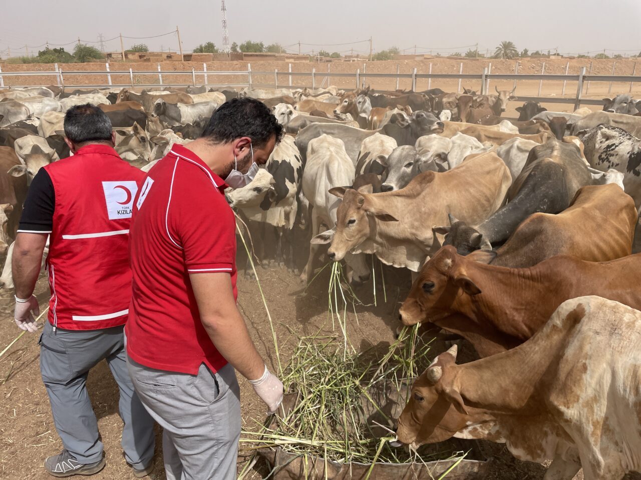 HARTUM (AA) – Türk Kızılay, Sudan'ın başkenti Hartum'da 300 büyükbaş