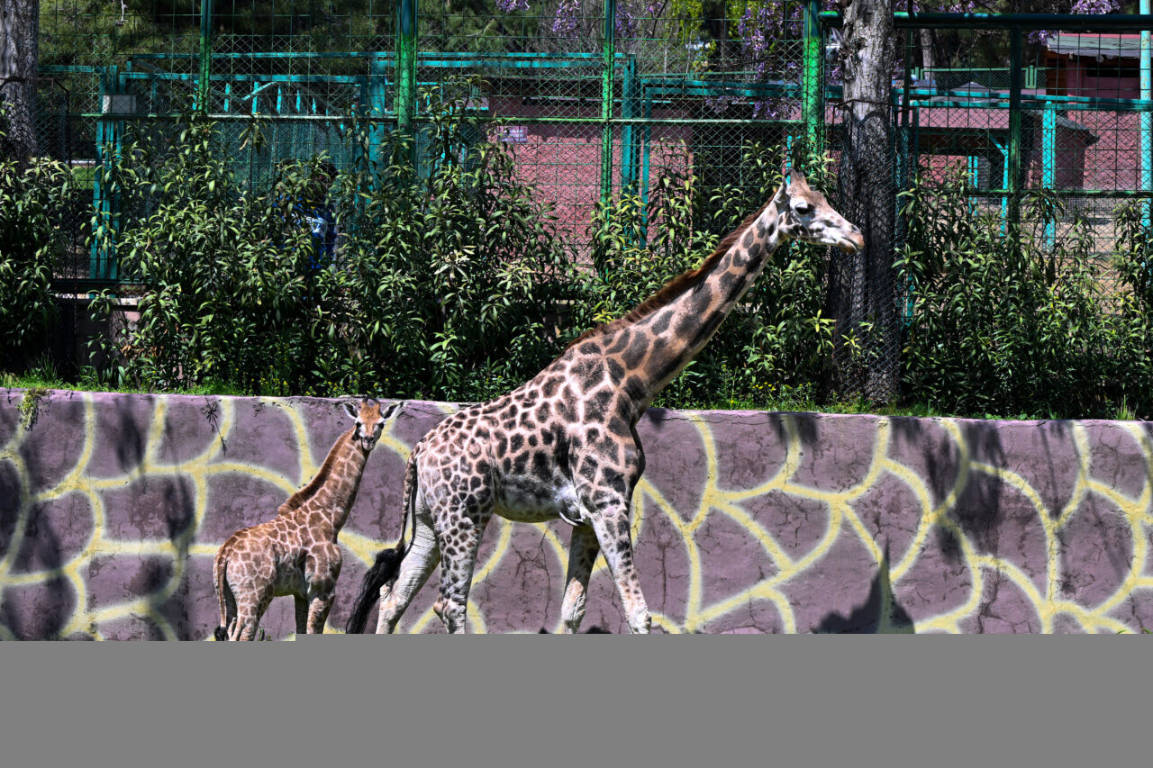 - Gaziantep Doğal Yaşam Parkı'nda doğan zürafanın ismi, anket sonucunda