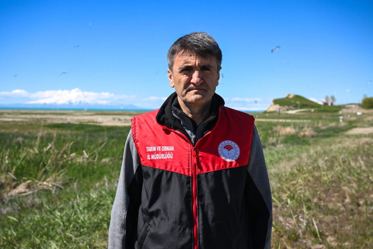 VAN (AA) – Van Gölü'nde yaşayan ve üreme döneminde tatlı