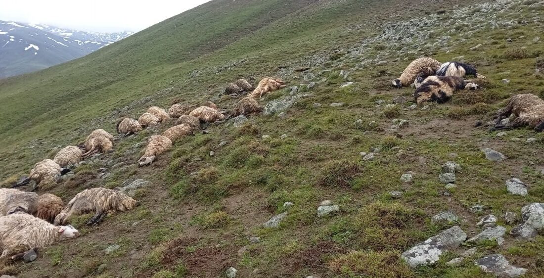 VAN (AA) – Van'ın Çaldıran ilçesinde yıldırım isabet eden 30