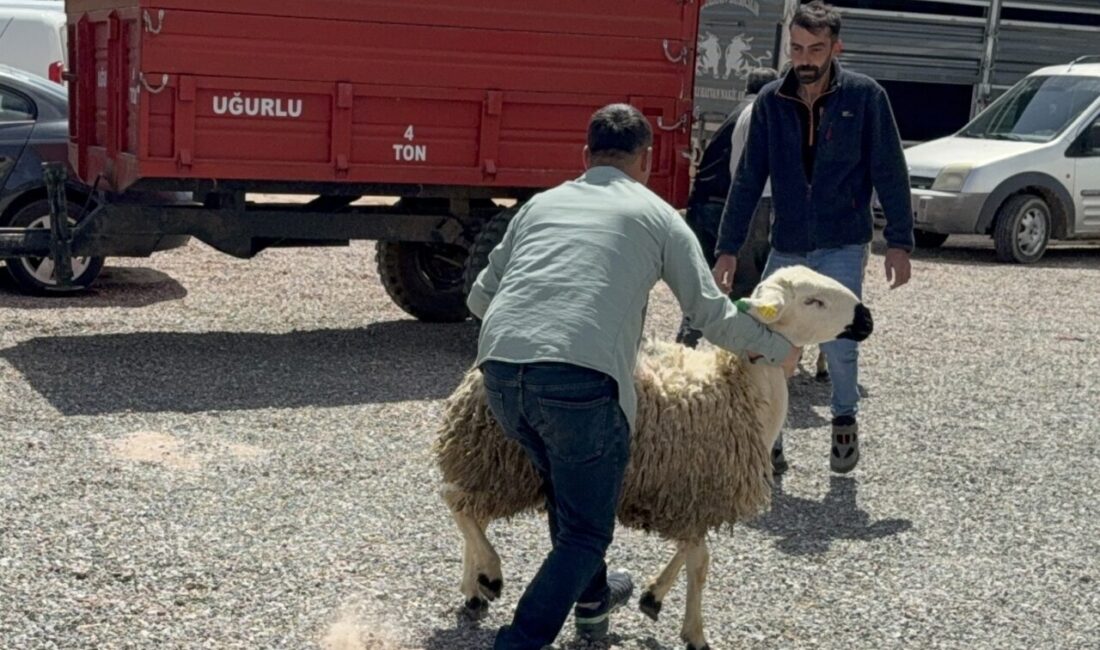YOZGAT (AA) – Yozgat'ta "Sağlıklı Koçlarla Kan Değişimi Projesi" kapsamında