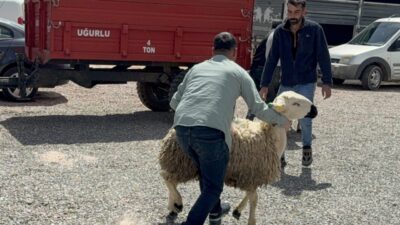 YOZGAT (AA) – Yozgat'ta "Sağlıklı Koçlarla Kan Değişimi Projesi" kapsamında