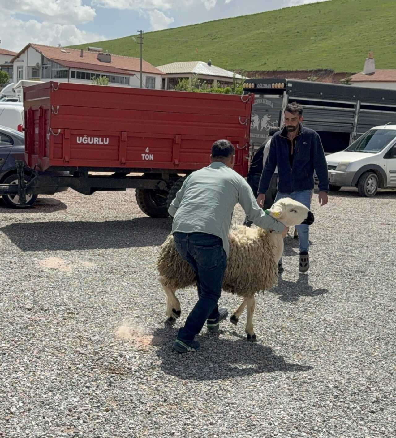 YOZGAT (AA) – Yozgat'ta "Sağlıklı Koçlarla Kan Değişimi Projesi" kapsamında