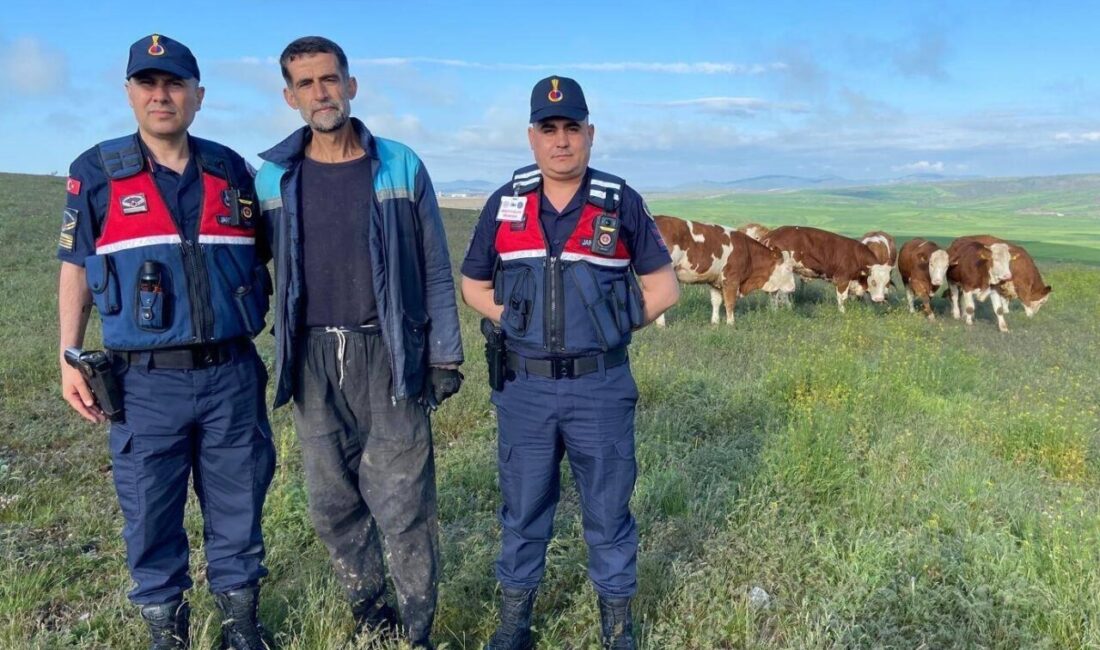 YOZGAT (AA) – Yozgat'ın Sorgun ilçesinde kaybolan 7 büyükbaş hayvan,