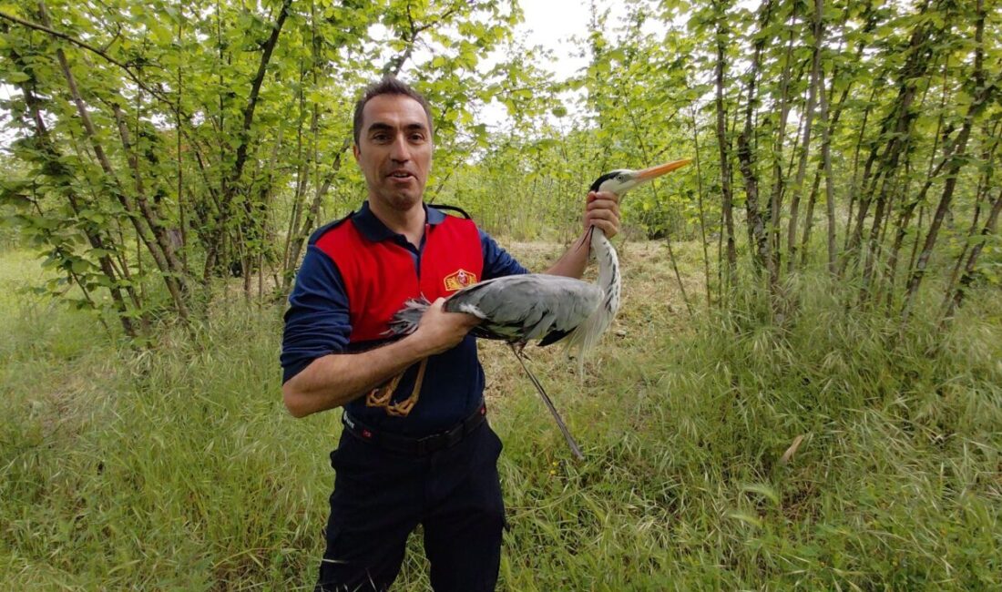 ZONGULDAK (AA) – Zonguldak'ın Alaplı ilçesinde derede yaralı halde bulunan