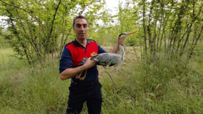 ZONGULDAK (AA) – Zonguldak'ın Alaplı ilçesinde derede yaralı halde bulunan