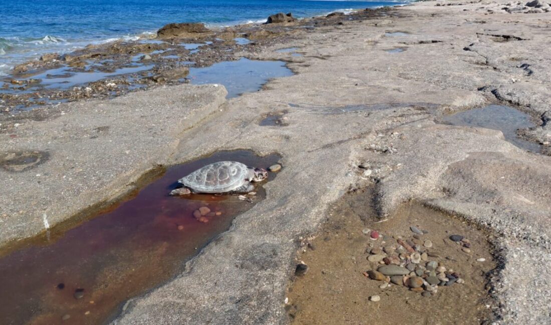 ANTALYA (AA) – Antalya'nın Alanya ilçesinde sahilde 2 caretta caretta