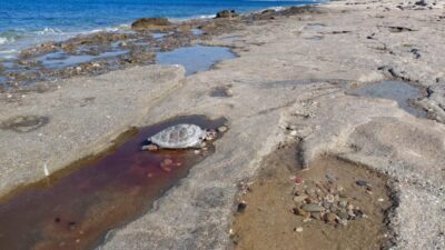 ANTALYA (AA) – Antalya'nın Alanya ilçesinde sahilde 2 caretta caretta
