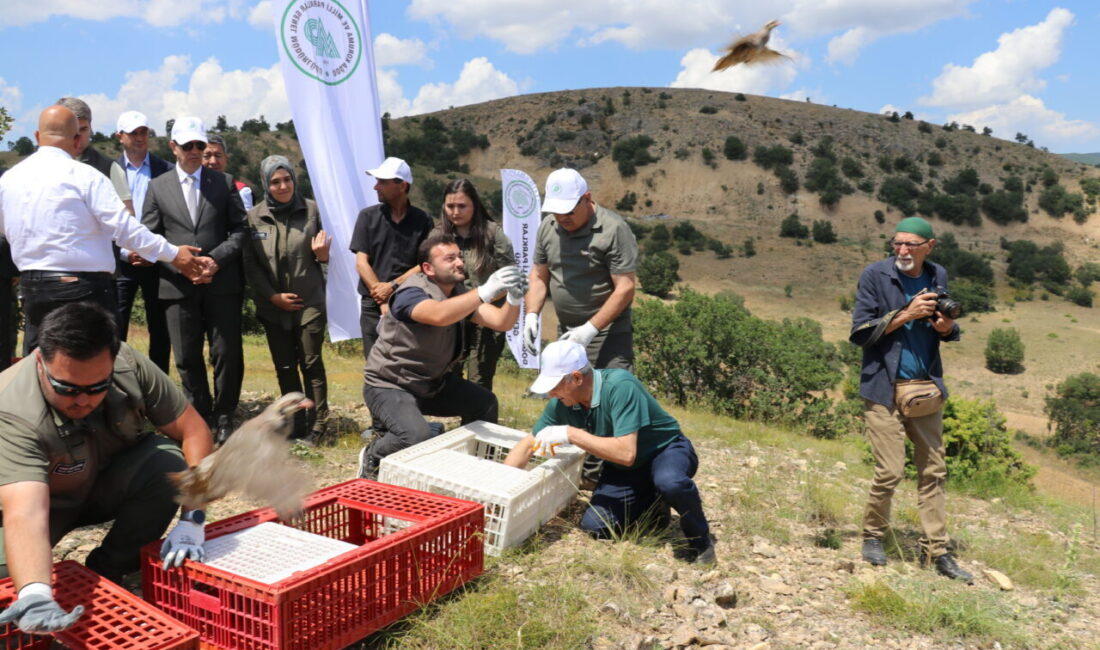 AMASYA (AA) – Amasya'da keneyle mücadele etmesi için 300 kınalı