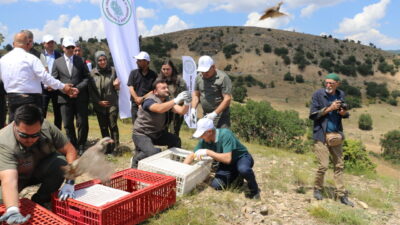 AMASYA (AA) – Amasya'da keneyle mücadele etmesi için 300 kınalı