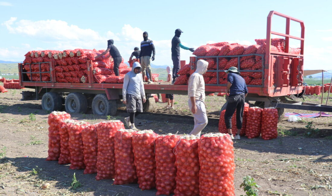 AMASYA (AA) – Türkiye'nin önemli soğan üretim merkezlerinden Amasya'da hasat