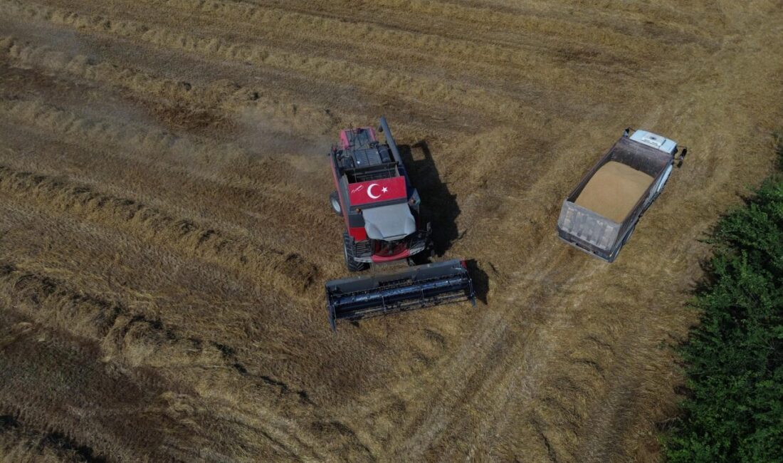 ANTALYA (AA) – Antalya'da tarımın yoğun olduğu Aksu ilçesinde buğday