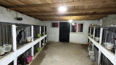 ARTVİN (AA) – Artvin'in Yusufeli ilçesinde horoz dövüşü yaptırdığı tespit
