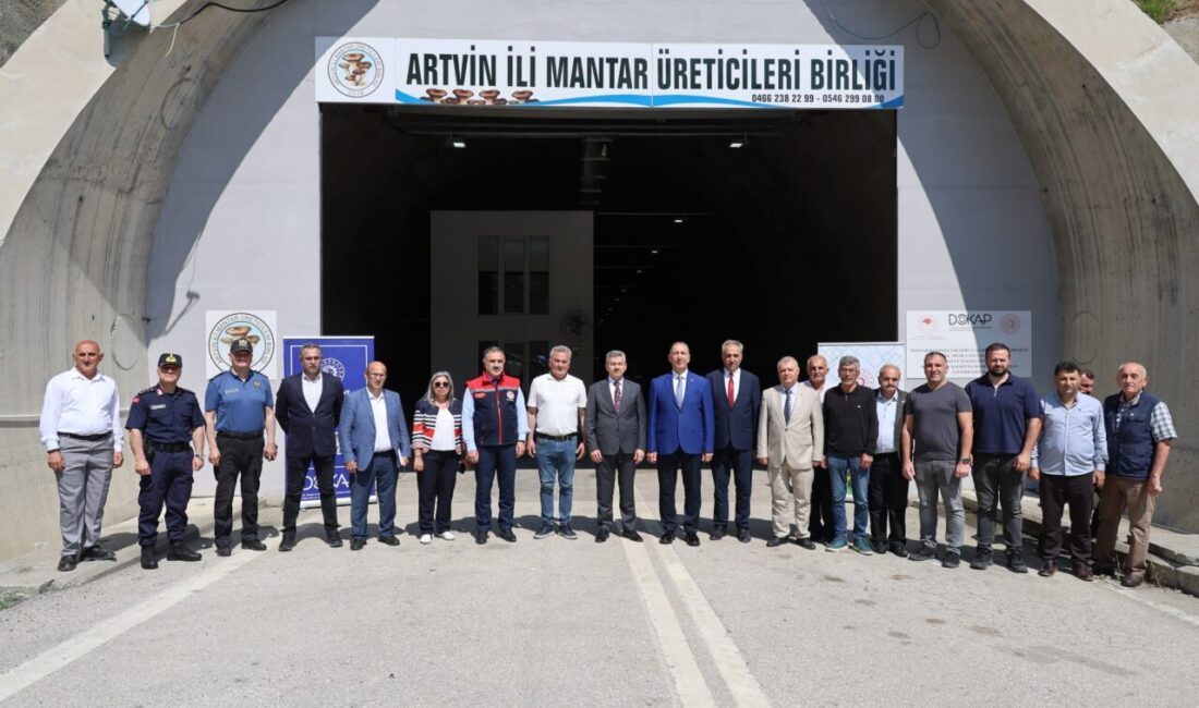 ARTVİN (AA) – Artvin'de istiridye mantarı üretimi yapılan tünelde bu