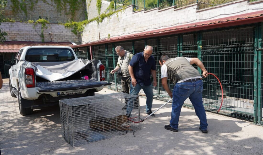 BİLECİK (AA) – Bilecik'te yaralı bulunan çakal, tedavisinin ardından Doğa
