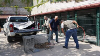 BİLECİK (AA) – Bilecik'te yaralı bulunan çakal, tedavisinin ardından Doğa