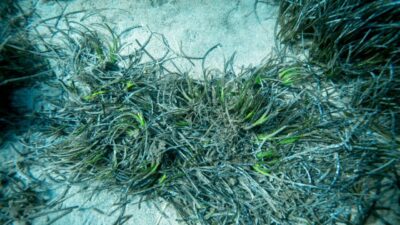 MUĞLA (AA) – Muğla'nın Bodrum ilçesinde yürütülen bilimsel araştırmada, Bodrum
