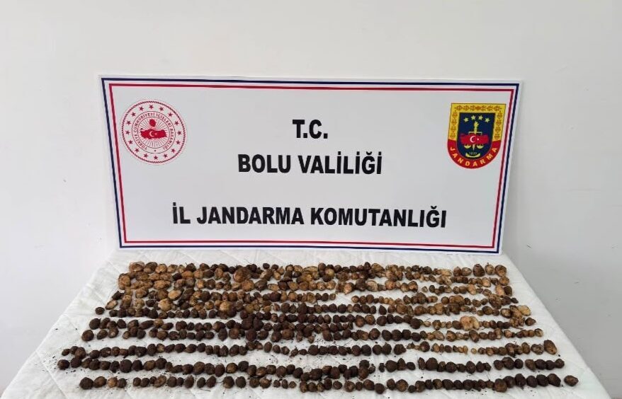 BOLU (AA) – Bolu'nun Yeniçağa ilçesinde yabani salep topladığı belirlenen