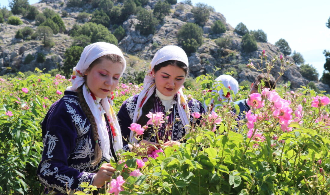 BURDUR (AA) – Burdur'daki gül bahçelerinde sezonun ilk hasadına başlandı.