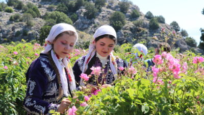 BURDUR (AA) – Burdur'daki gül bahçelerinde sezonun ilk hasadına başlandı.