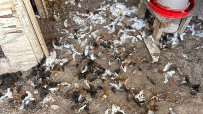 BURSA (AA) – Bursa'nın Mudanya ilçesinde sahipsiz köpeklerin kümese saldırması