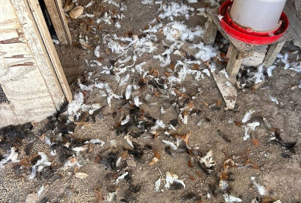 BURSA (AA) – Bursa'nın Mudanya ilçesinde sahipsiz köpeklerin kümese saldırması