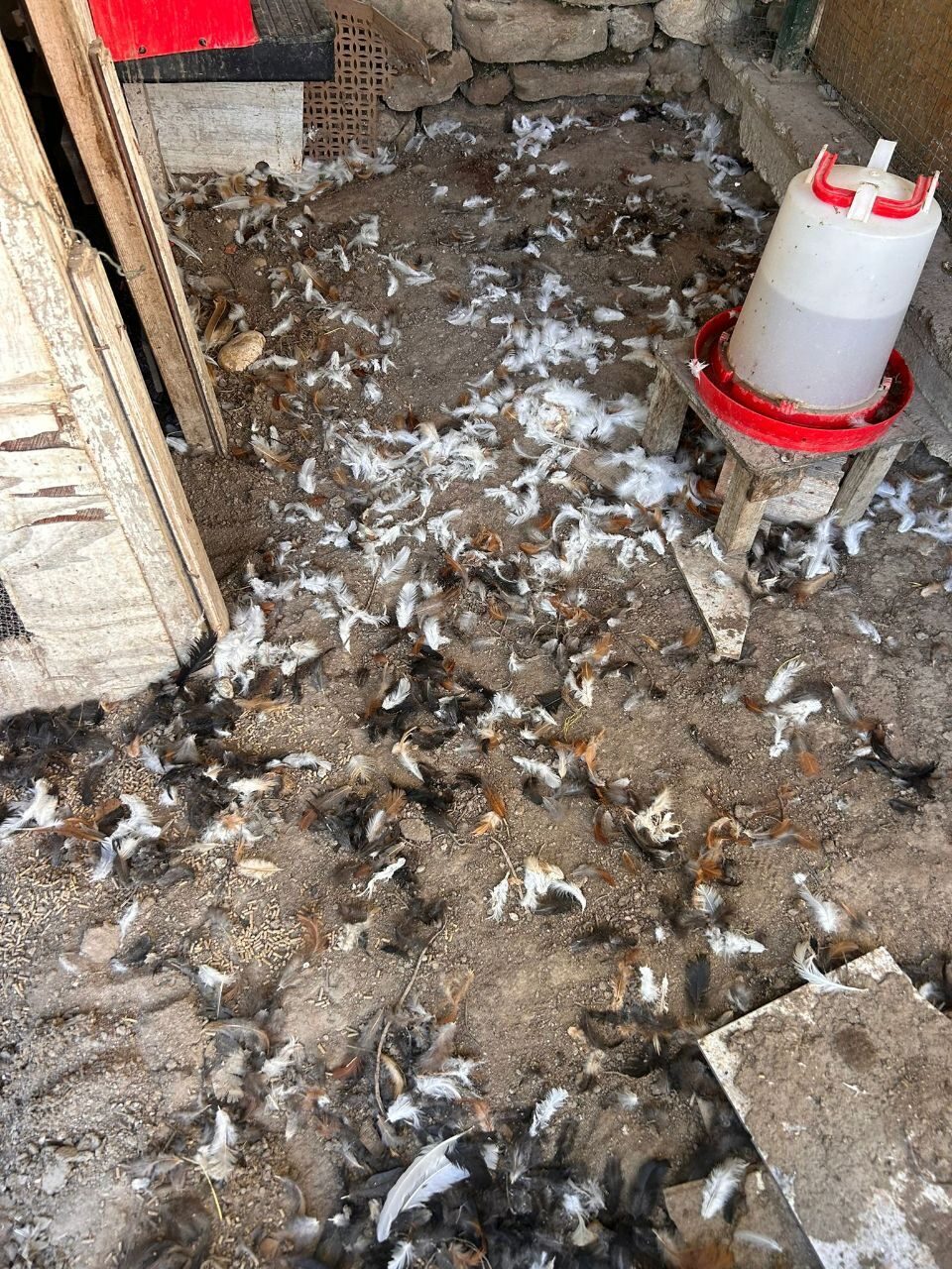 BURSA (AA) – Bursa'nın Mudanya ilçesinde sahipsiz köpeklerin kümese saldırması