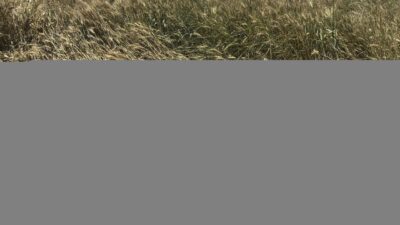 EDİRNE (AA) – Edirne'de tır ile SUV tipi aracın çarpışması