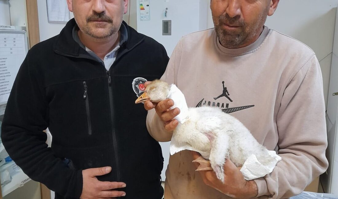 ELAZIĞ (AA) – Elazığ'ın Karakoçan ilçesinde atmaca saldırısında boynundan yaralanan