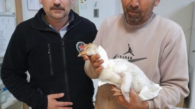 ELAZIĞ (AA) – Elazığ'ın Karakoçan ilçesinde atmaca saldırısında boynundan yaralanan