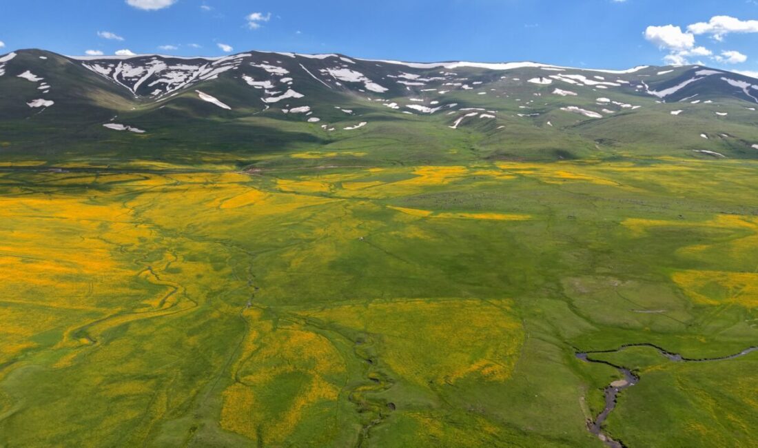 ERZURUM (AA) – Erzurum'da çayırlar sarı çiçeklerle kaplanırken, dağlarda kar
