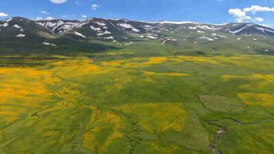 ERZURUM (AA) – Erzurum'da çayırlar sarı çiçeklerle kaplanırken, dağlarda kar