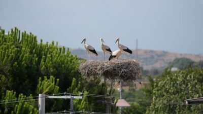 MANİSA (AA) – Aydem Enerji bünyesinde İzmir ve Manisa'da faaliyet