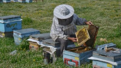 MUŞ (AA) – Türkiye'nin farklı illerinden gezgin arıcılar, kovanlarını Muş