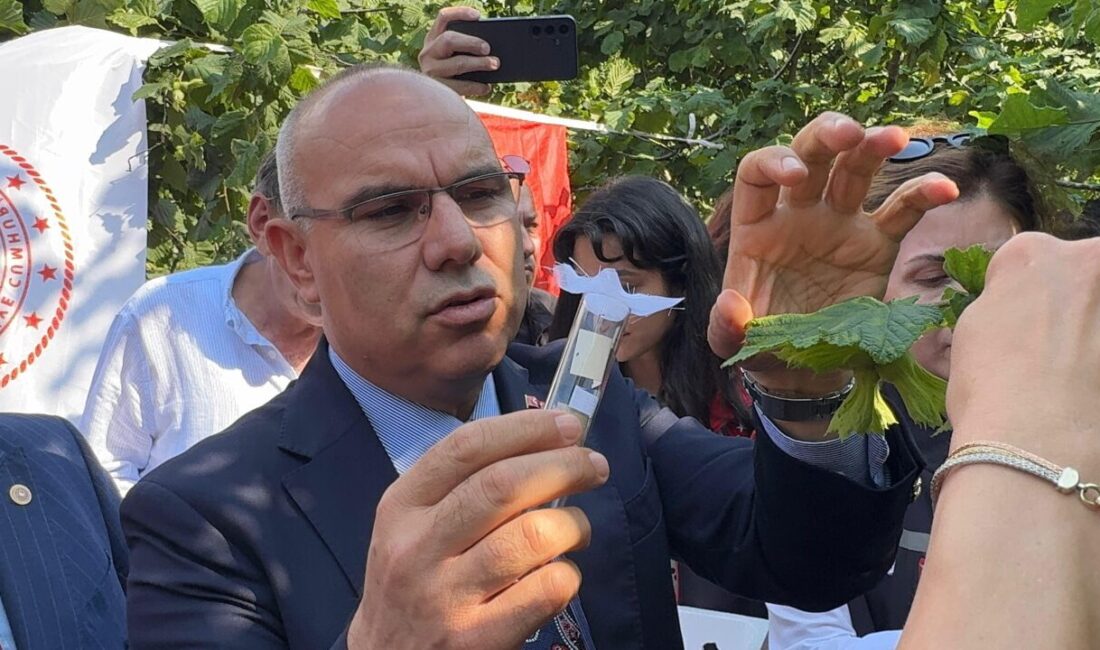 GİRESUN (AA) – Giresun'da, Fındık Araştırma Enstitüsü laboratuvarlarında kahverengi kokarca