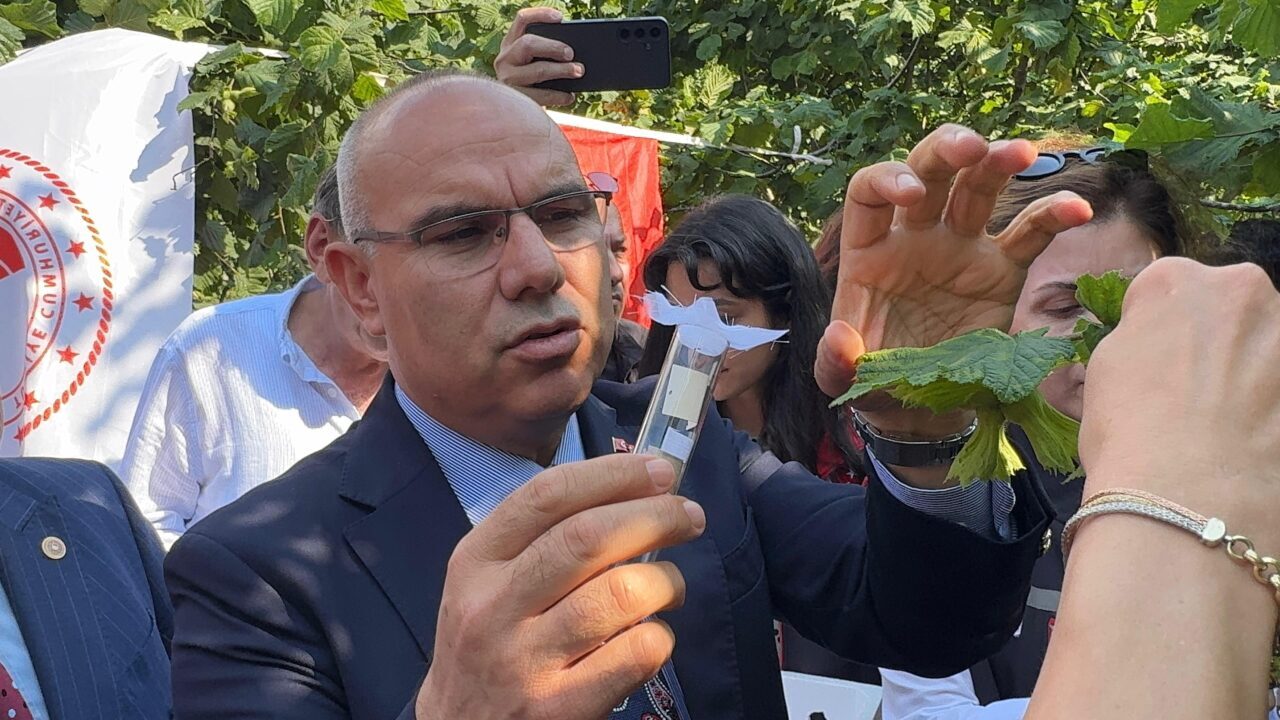 GİRESUN (AA) – Giresun'da, Fındık Araştırma Enstitüsü laboratuvarlarında kahverengi kokarca