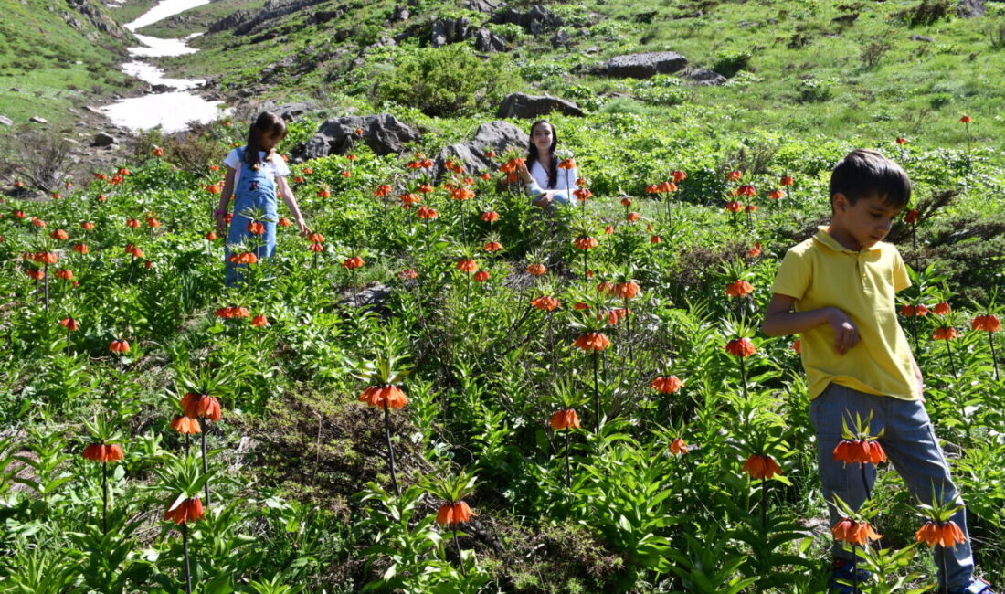 HAKKARİ (AA) – Hakkari'de havaların ısınmasıyla açan ters laleler, doğaseverlerin