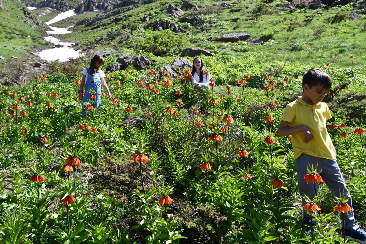 HAKKARİ (AA) – Hakkari'de havaların ısınmasıyla açan ters laleler, doğaseverlerin