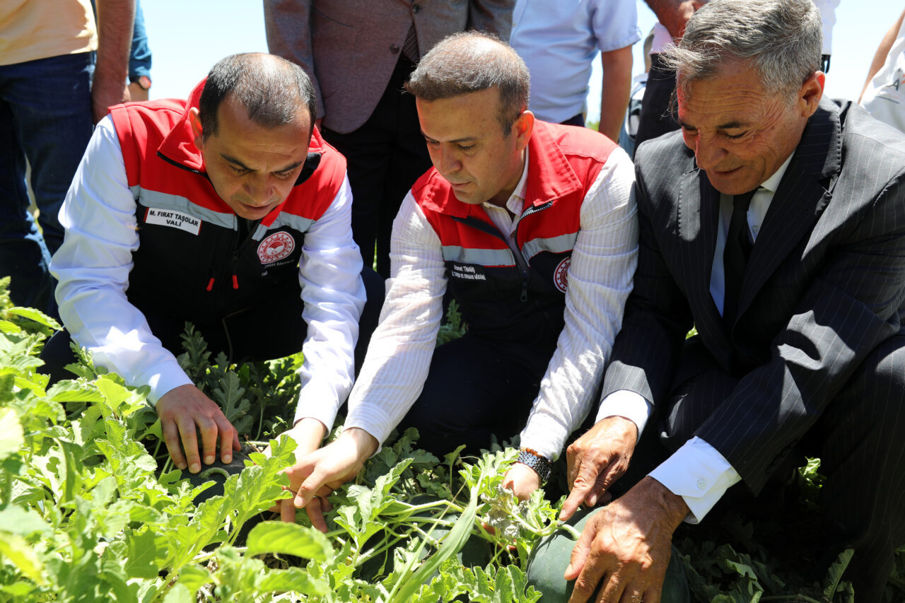 IĞDIR (AA) – Iğdır'da karpuz hasadı yapılmaya başlandı. Oba köyünde