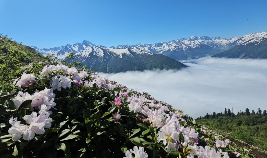 RİZE (AA) – Rize'nin Çamlıhemşin ilçesinde Kaçkar Dağları'nın eteklerindeki yaylalarda