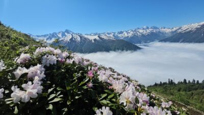 RİZE (AA) – Rize'nin Çamlıhemşin ilçesinde Kaçkar Dağları'nın eteklerindeki yaylalarda