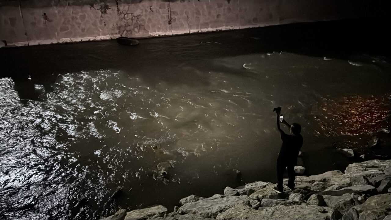 KARABÜK (AA) – Karabük'te tünelde otomobilin çarptığı bozayı yaralandı. N.K.