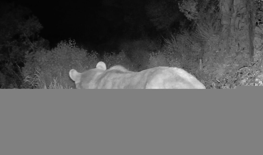 KASTAMONU (AA) – Kastamonu'nun İnebolu ilçesinde kurulan fotokapana büyük bir