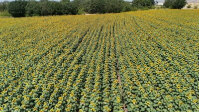 KIRKLARELİ (AA) – Kırklareli'nde ayçiçeklerin açmasıyla sarıya boyanan tarlalar, sürücüler