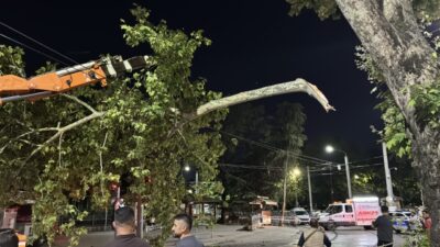 KOCAELİ (AA) – Kocaeli'nin İzmit ilçesinde çınar ağacının kopan dalının