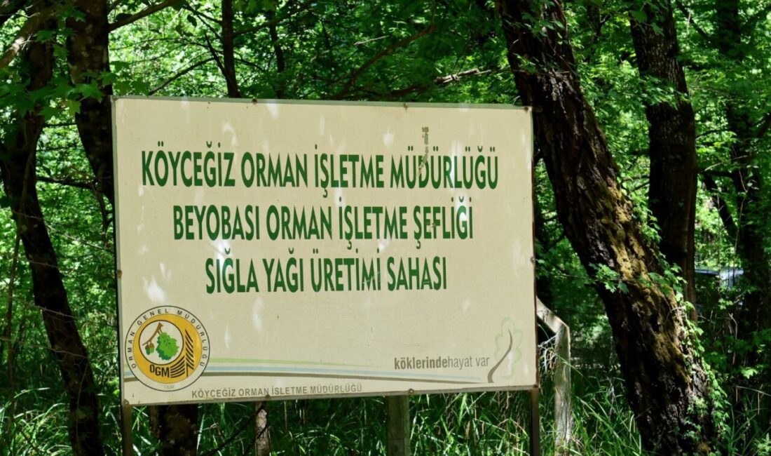 - Bu yıl 50 hektarlık alanda 1 ton sığla yağı