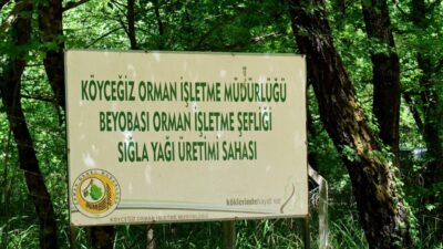 - Bu yıl 50 hektarlık alanda 1 ton sığla yağı